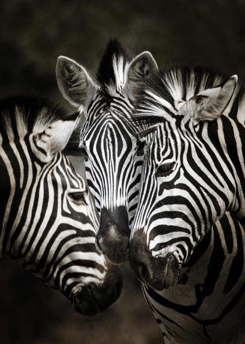 WithInfused's tweet photo. PLAYER real estate… #black #white #blackandwhite https://t.co/c7TdvcMJUl