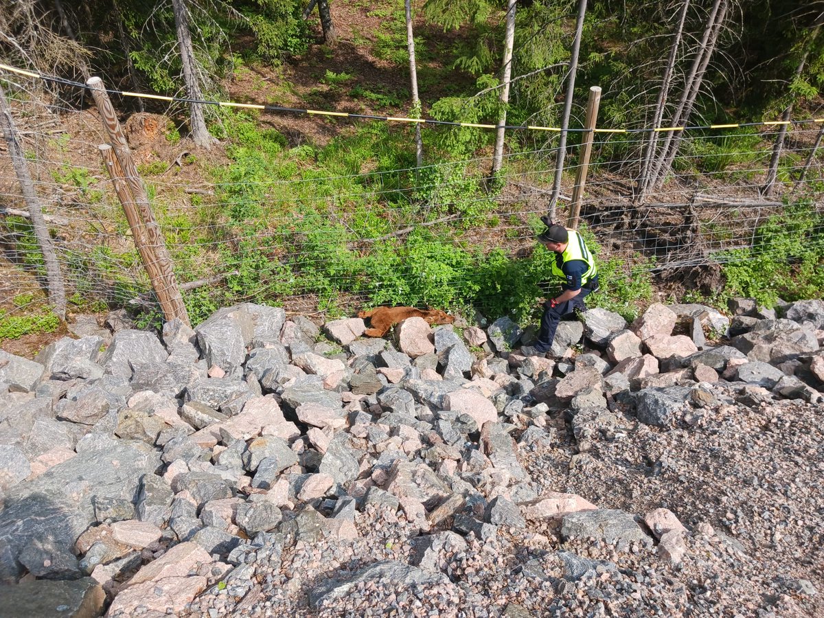 KaartinJR's tweet photo. Kaartin jääkärirykmentin sotilaspalokunta sai #Sapeli24 -harjoituksessa tehtäväkseen hirviaitaan kiinni jääneen hätääntyneen pienen hirvenvasan pelastamisen. Palokunta irrotti vasan varovaisesti hirviaidasta ja päästi sen luontoon jatkamaan matkaansa emonsa kanssa. #kaartjr https://t.co/xXBFnGYQiX