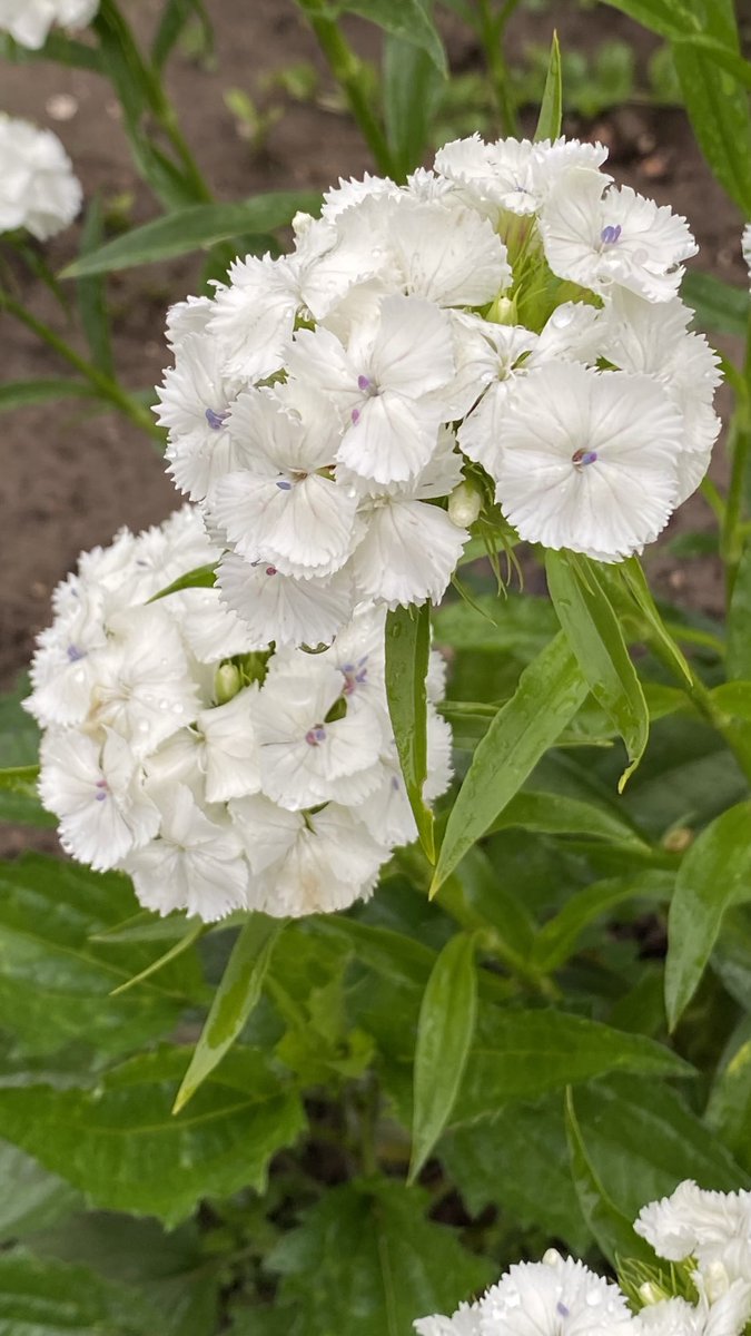 Bartnelken (Dianthus barbatus) #Mai #Flora #Bartnelken #Dianthus