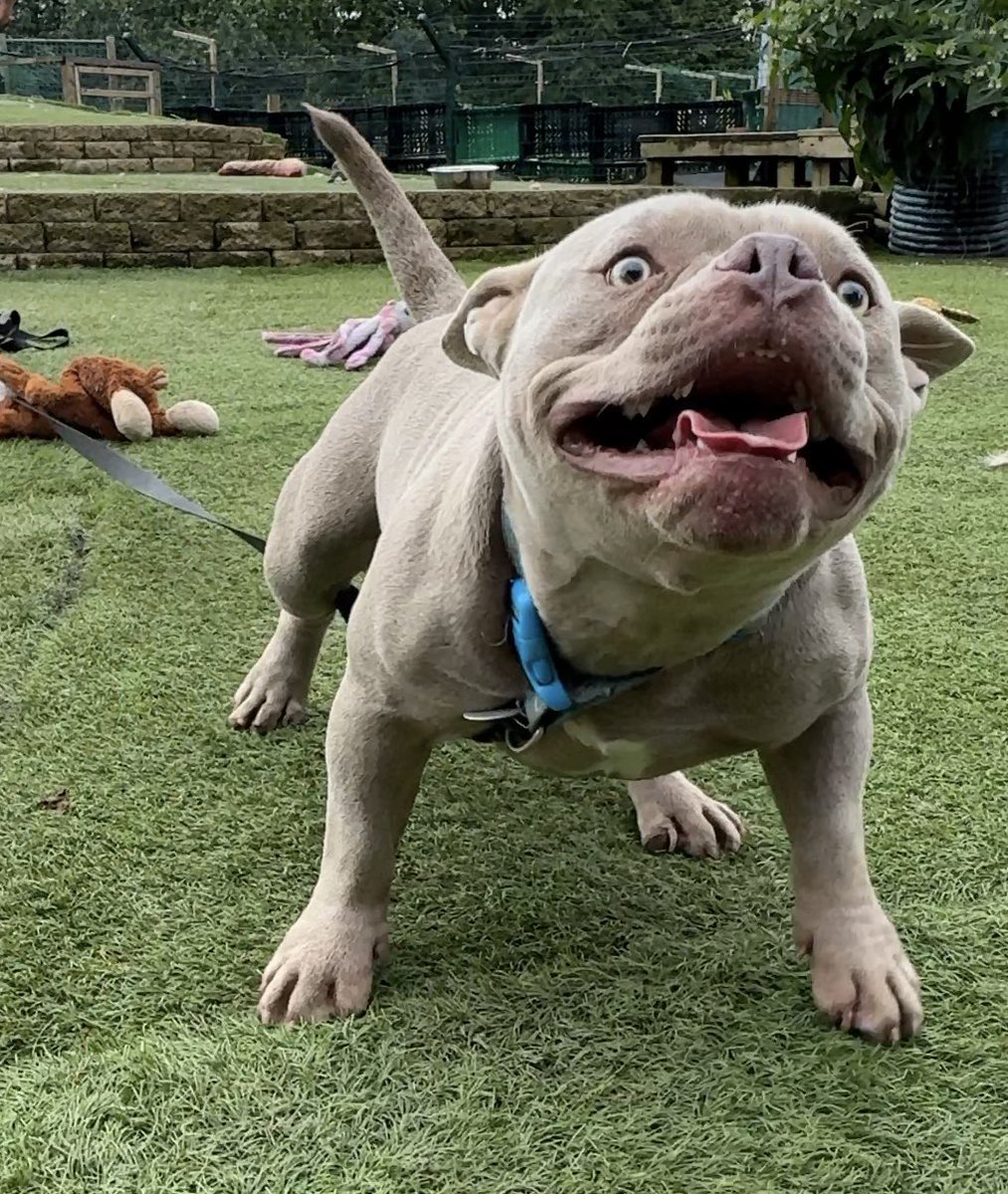 Dogs 4 Rescue tweet media