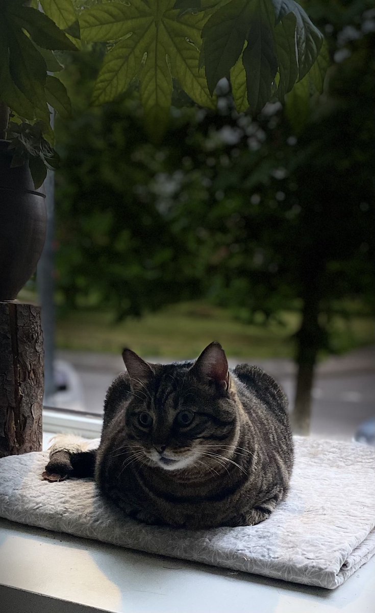 Tommie onder een groen dakje. #cats #catsontwitter
