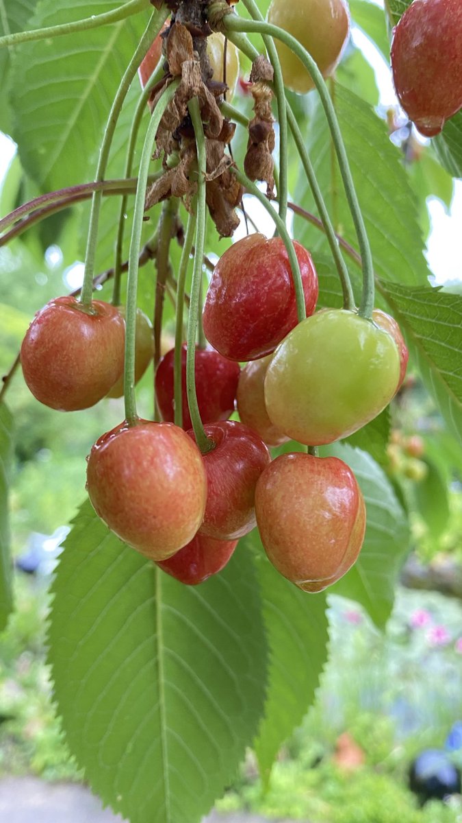 Süßkirschenbaum im Mai #Mai #Süßkirschen