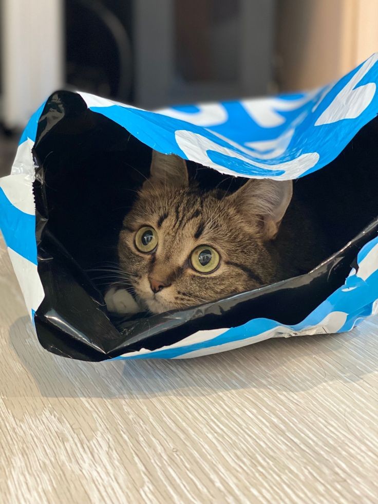 this little kitten doesn't like to be wet, he's stubborn and hides his face in a big bag 😹😹😸🤗🤍🌼
#JamesSu #JSY