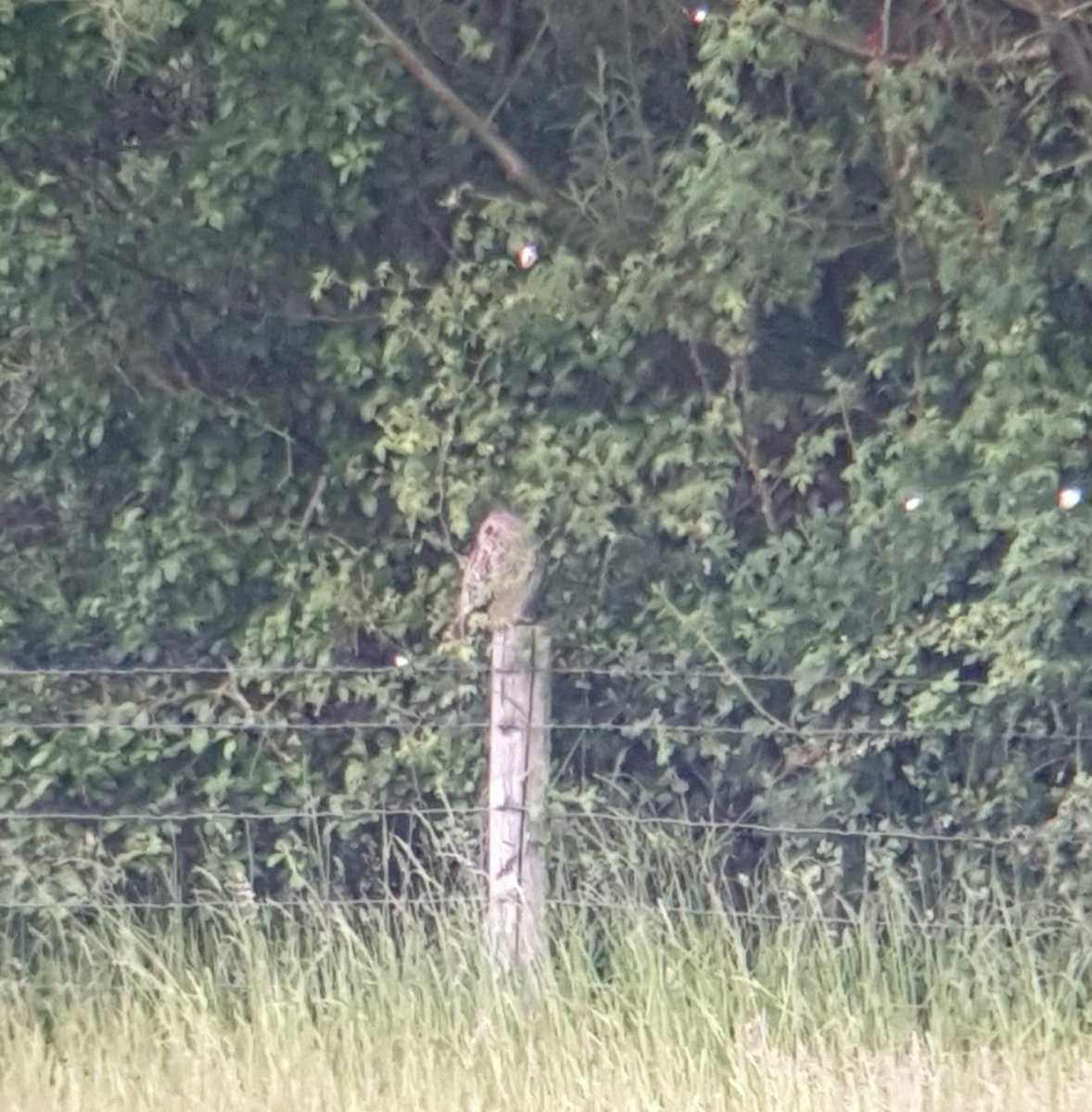 #Northantsbirds Deja-vu at Summerleys this evening - can't ever recall (for definite) seeing SE Owl on the reserve/Marys, so pleased to see/tick the current post-hugger by the main lake🙂. Black Tern still present too, plus a whole load of Swifts!