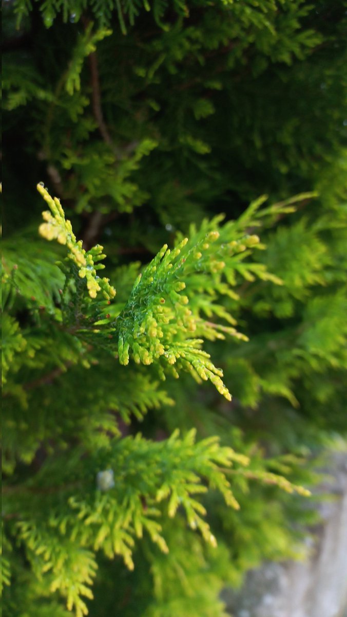 Безмежне небо tweet media