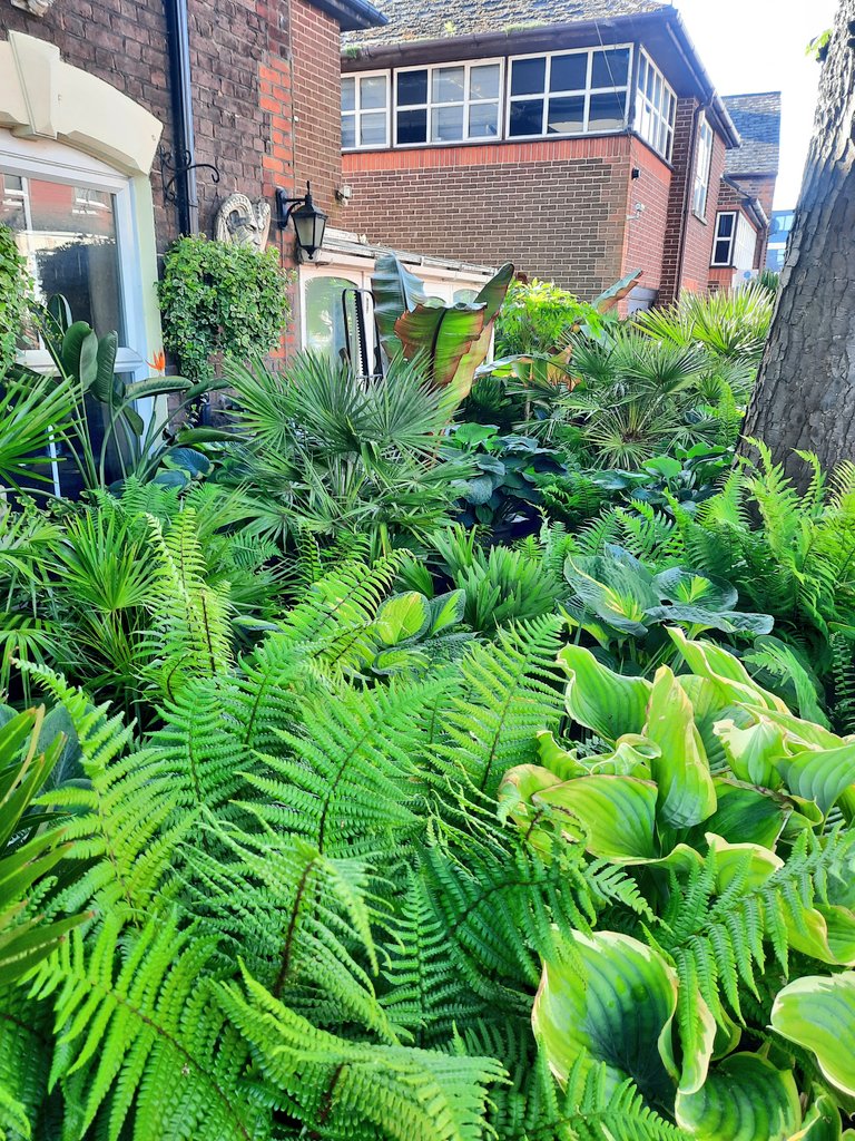 It's a jungle out there 🌴🌴🌴
#garden #gardeningtwitter #tropicaldunstable #GardeningX