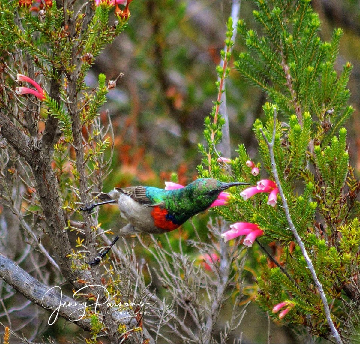 Southern Double-Collared Sunbird feasting in the Ericas. Cheerful & busy little bird that’s #endemic & common in the #fynbos #birds #birdwatching #birding #birdlovers #birdphotography #TwitterNatureCommunity