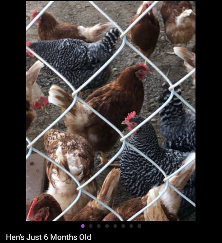 I4m166's tweet photo. 3 Does + 4 #Bucks + 11 hens + 2 Cocks 🐓
My Pet Goat ♡ = Let the #GoodTimes Roll = #DungeonsAndDragons = Trust The Q = Prophesy = #Surrounded = S.(ecret) S.(ervice) U.S. #AgentPepe
"I #HEARYOU!!!" = 753 = Does Bucks Hens Cocks
Tupac Shakur, = "VEGAN!!! = #Operation Knightrise." https://t.co/35WKdEOt2g