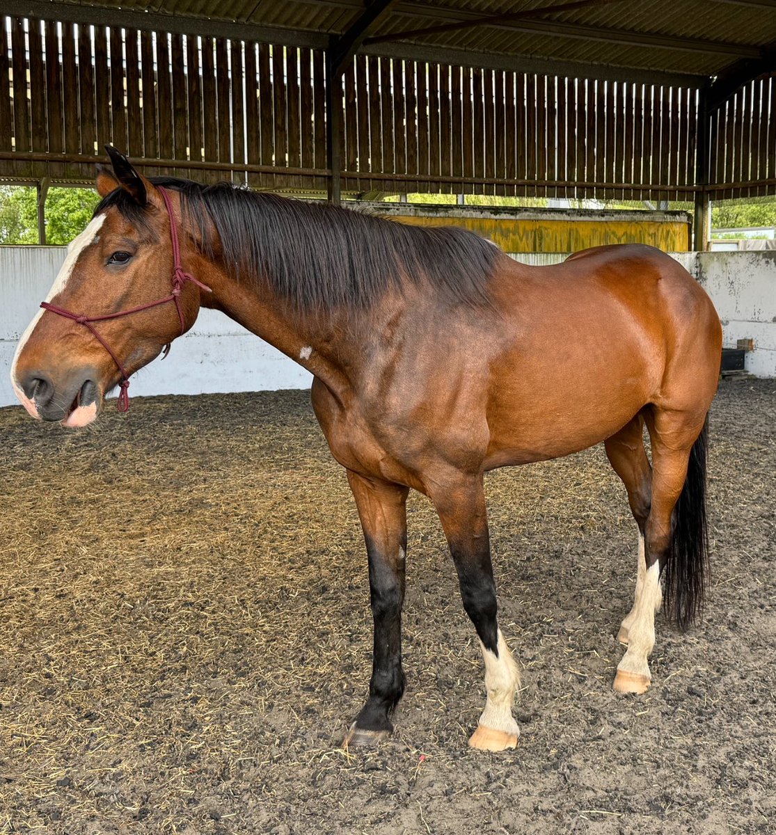 Thank you @GlobWarriors for an inspiring Equine leadership day. The facilitators were amazing, met lovely people. Learned lots about myself and my power/energy/ intention and how important it is to just be authentic me. Biggest thanks to gorgeous Roo ❤️
