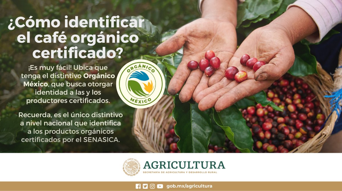 La producción de café orgánico en México es altamente valorada a nivel mundial. En 2022 se produjeron +36 mil t. Certificar esta producción trae beneficios a productores y consumidores, asegurando productos 100% orgánicos bajo las normas del @SENASICA. ▶️rebrand.ly/jv67brm