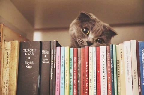 Keşke bir şiir okumuş,
Bir kedi sevmiş olsaydınız.
Belki bu kadar, kirletmezdiniz dünyayı…

Turgut Uyar