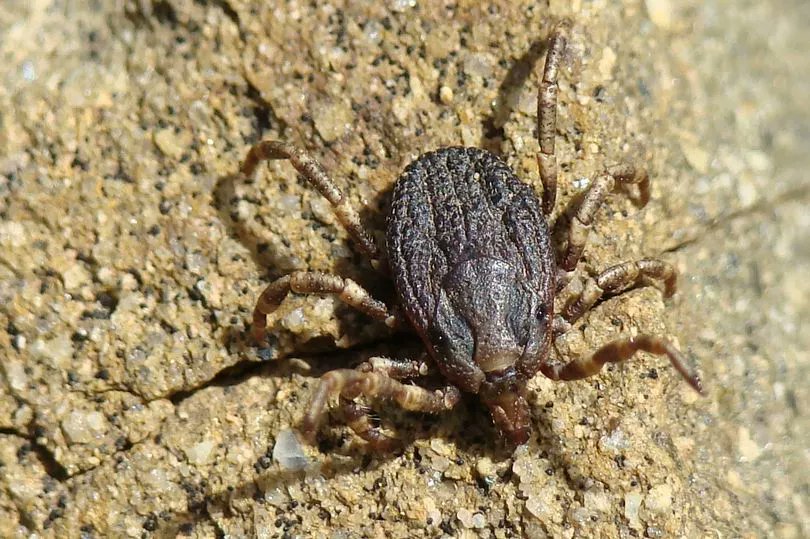 A bloodsucking tick that carries the deadly Crimean-Congo fever is swelling in numbers across Europe dailystar.co.uk/news/latest-ne… #GlobalWarming #ClimateChange #ClimateEmergency #ClimateCrisis #GlobalBoiling #Tick #Disease #Blood #Fever #Spain #Catalonia #Italy #Malta #Europe
