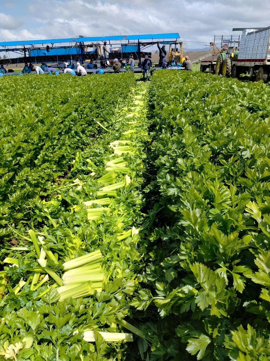 Juanito lives in Oxnard CA where he has been a farm worker for several years. He is currently harvesting celery.He uses a sharp tool to cut the stalks before they are placed on the conveyer belt for packaging.He works up to 9 hours a day depending on the orders. #WeFeedYou