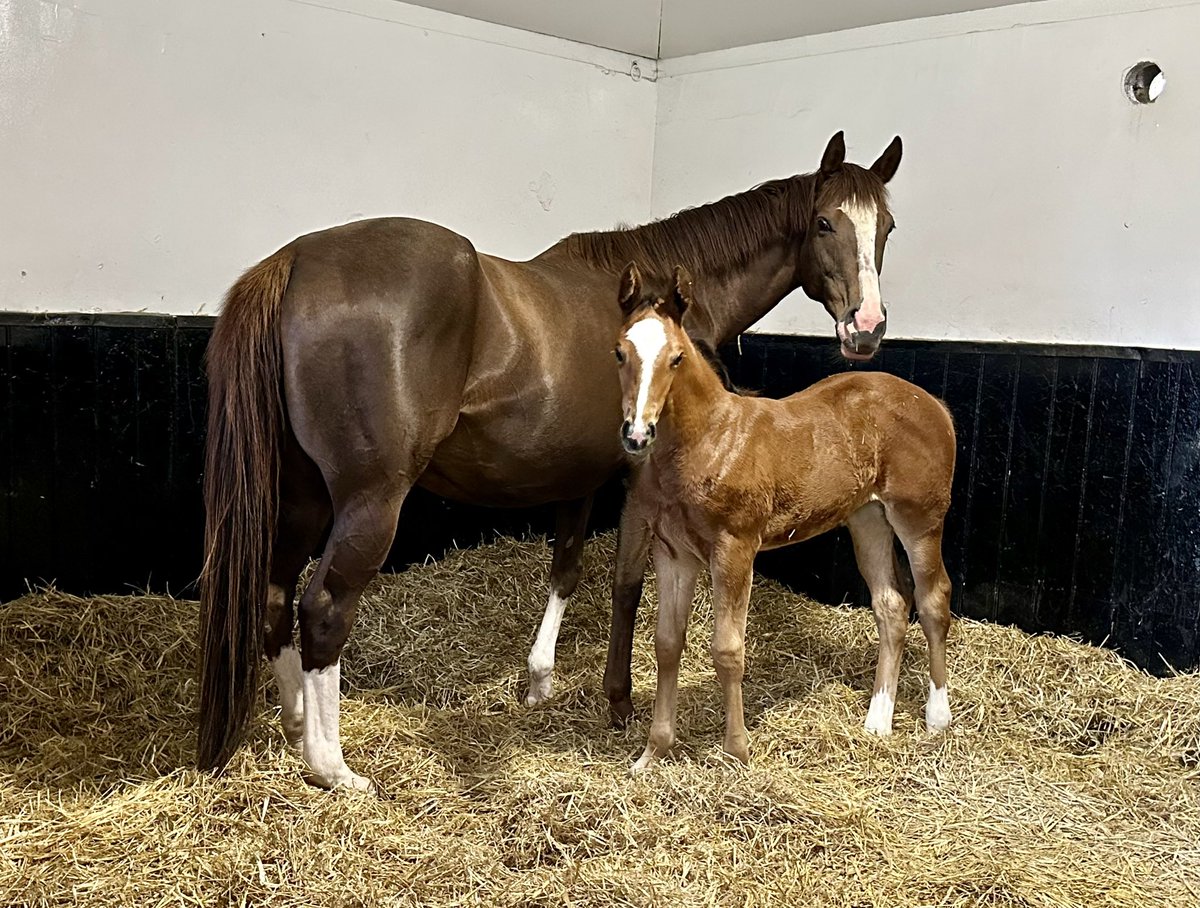 A stunning month old Havana Grey filly hopefully enjoying her last night stabled before having her first big night out tomorrow unless the weather forecast turns on us again! 🤞She is ready , not sure I am! #PleaseStayDryForALittleBit