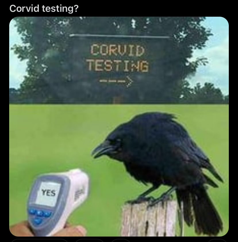 Madame Raven (@madamerave52681) on Twitter photo 