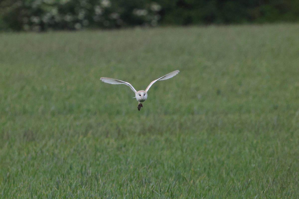 @BBCSpringwatch @Natures_Voice Bringing home the bacon, or field vole. This beauty caught at least 5 voles last night, each time diligently returning to it's nest site. #barnowl #northantsbirds #barnowltrust