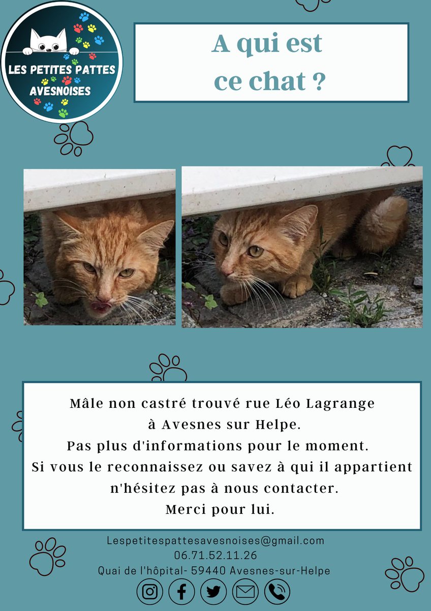 Merci de partager pour retrouver ses propriétaires.
#lespetitespattesavesnoises #chatperdu #avisderecherche #sos