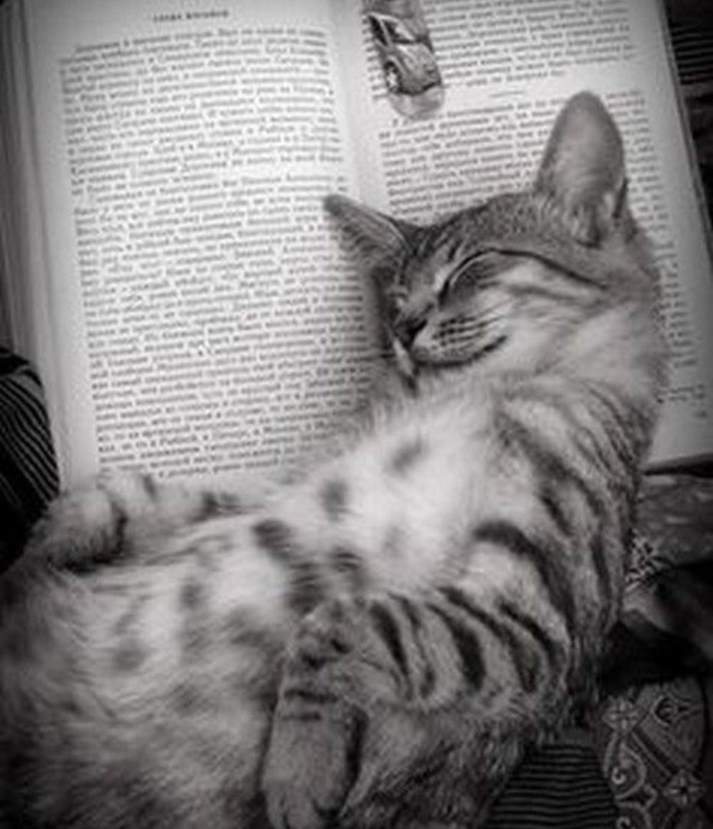 Vendredi lecture 😻 📚 🥛 Le chat en pleine méditation 💭 😹 🤫