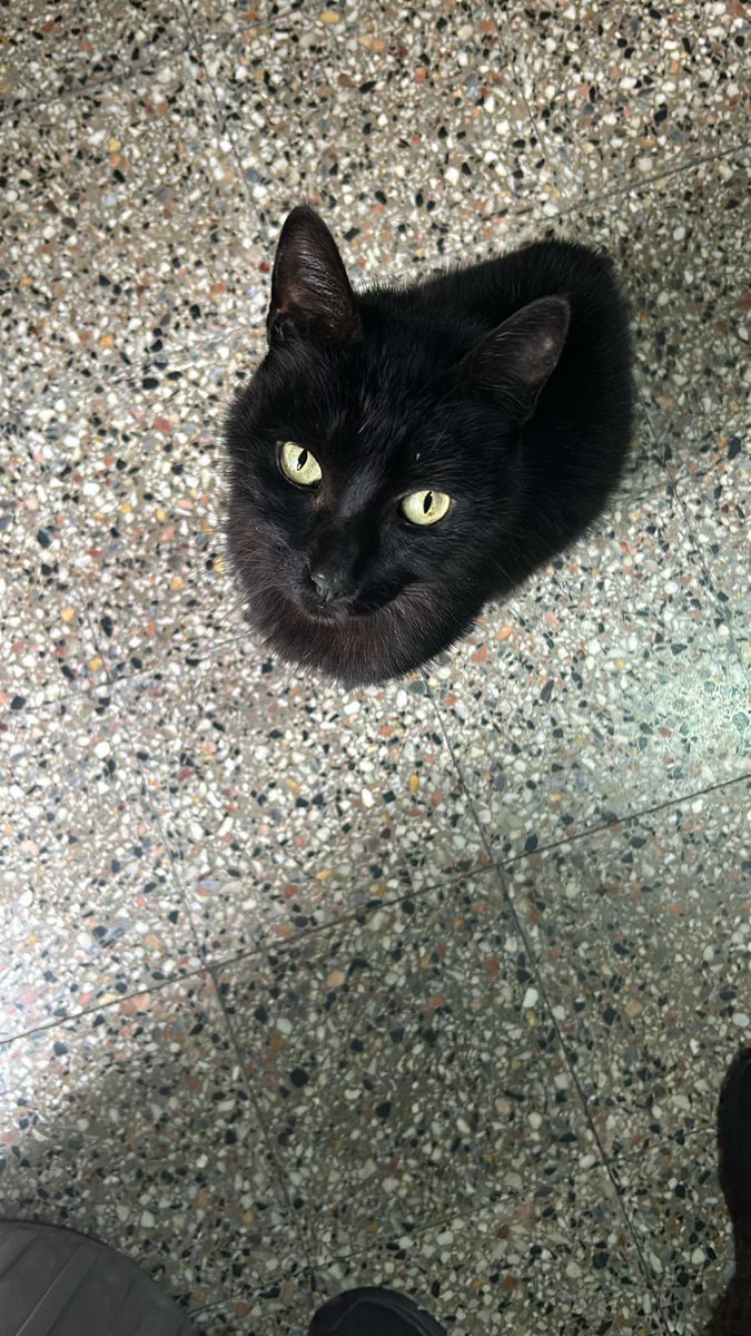 dahiacarrasco's tweet photo. @BelvedereGatos Hola! Confirmado 💘 apareció después de 2 meses, se estaba escondiendo en un garage por 18 y Acevedo Díaz! 

Muchas gracias a todos por compartir, TEO ya está en su hogar 🏡 https://t.co/0hNLHelcYZ