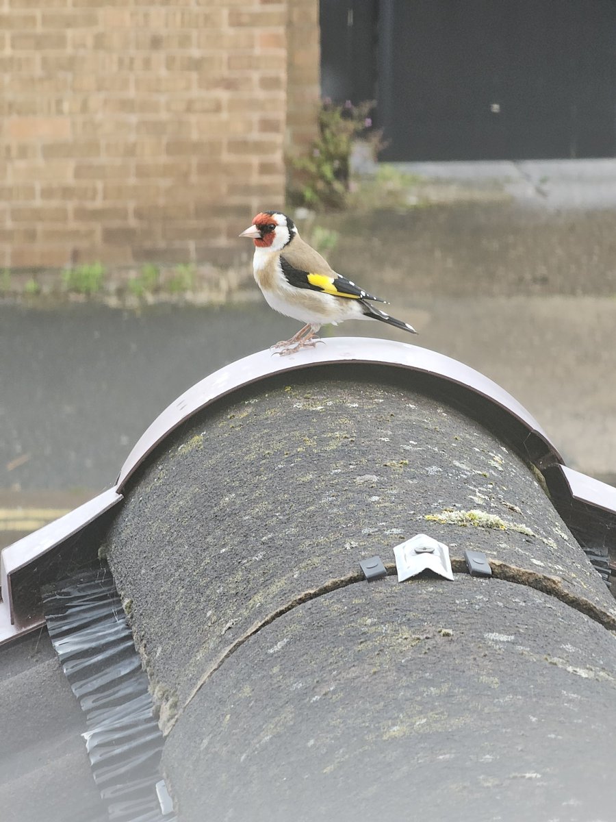 Started my doorstep day with this goldfinch and ended it at golden hour in Breaston, via Sandiacre in the daytime. So many great conversations with people across some of the Erewash villages about our strategy for change!