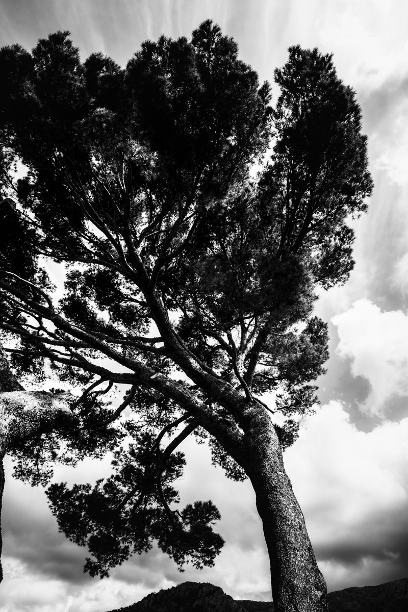 Tree in Spain

#photography #landscapephotography #photogram #canonphotography #naturephotography #treephotography #fineartphotography #bnw_captures