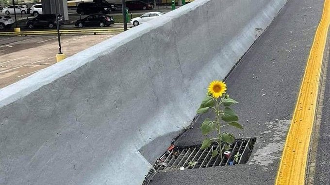 UmFilosofoCitou's tweet photo. Onde Deus te plantou, você florescerá. https://t.co/CgTYENlUrs