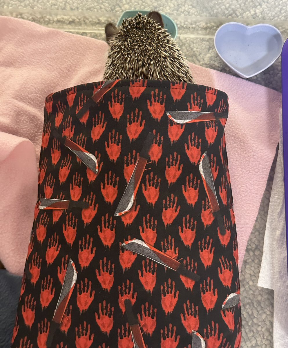 szelm91's tweet photo. Hattie is ready for new @criminalminds! Quills up 🛫🦔 @pagetpaget @ajcookofficial @Vangsness https://t.co/sabJUUcyeq