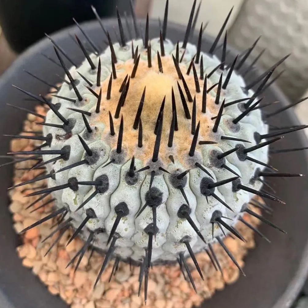 mahdbdi's tweet photo. #cactusnursery #gymnocalyciumthailand #cactusnursery #brisbanecactiandsucculents #cactusporn #copiapoacinerea #dealbata #caudex #cactus #cacti #Succulents #succulentsplant #caudex #ariocarpus #cactus #astrophytum #succulents #lophophora #cactuslover #mammillaria #cacti #cactus https://t.co/KrXTFwETXu