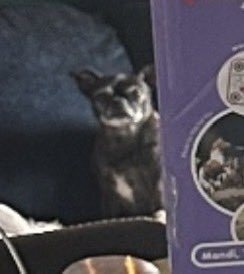 EmRee43553107's tweet photo. @FleshMechanic19 Little Lola in the back, looking like a creeper 🥹 https://t.co/vdCPGz0qic