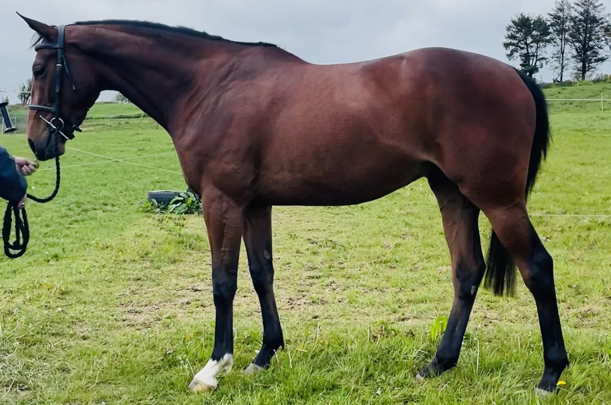 Gullane Stables tweet media