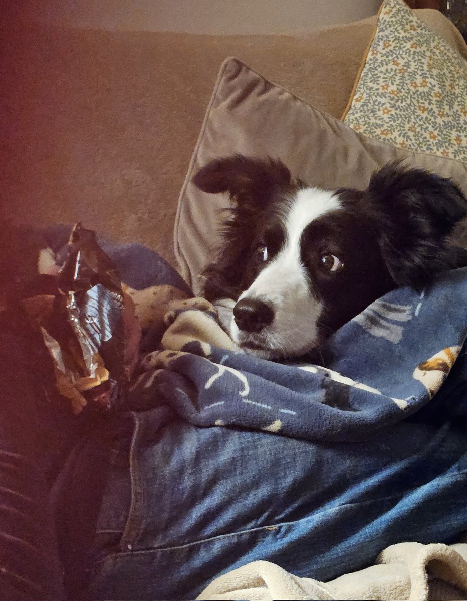 I am keeping a very close eye on the twiglets 👀 #bordercollie