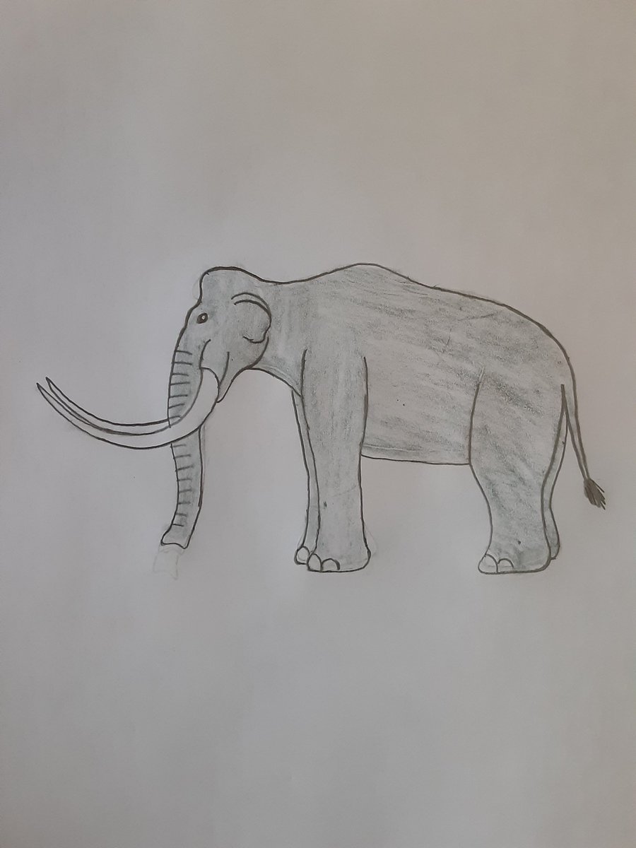 Here is a drawing of Mammuthus Exilis aka The Pygmy Mammoth or The Channel Island Mammoth, an extinct species of Dwarf Mammoth that lived during the Late Pleistocene, it lived in what is now The Channel Islands off the coast of California