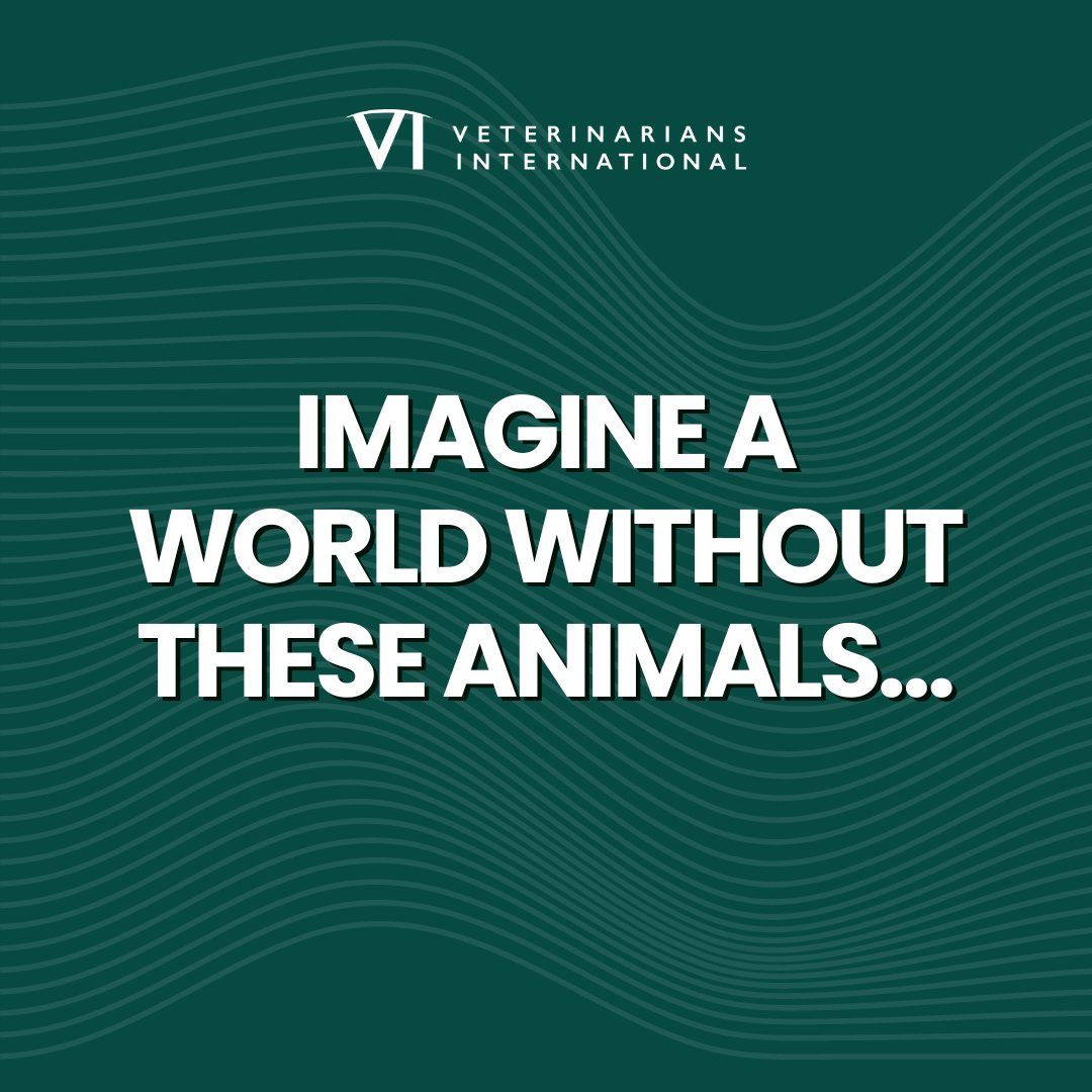 vetintl's tweet photo. β° We only have 2 weeks left to meet our goal of $25,000 to send future vets to a wildlife conservancy.
β‘οΈ Help us support future wildlife protectors with a $10 donation today. https://t.co/IhN8lUFRrt
#SaveTheWildlife #ConservationGeneration #WildlifeWarriors #ProtectWildlife https://t.co/zV5lY0qK7M
