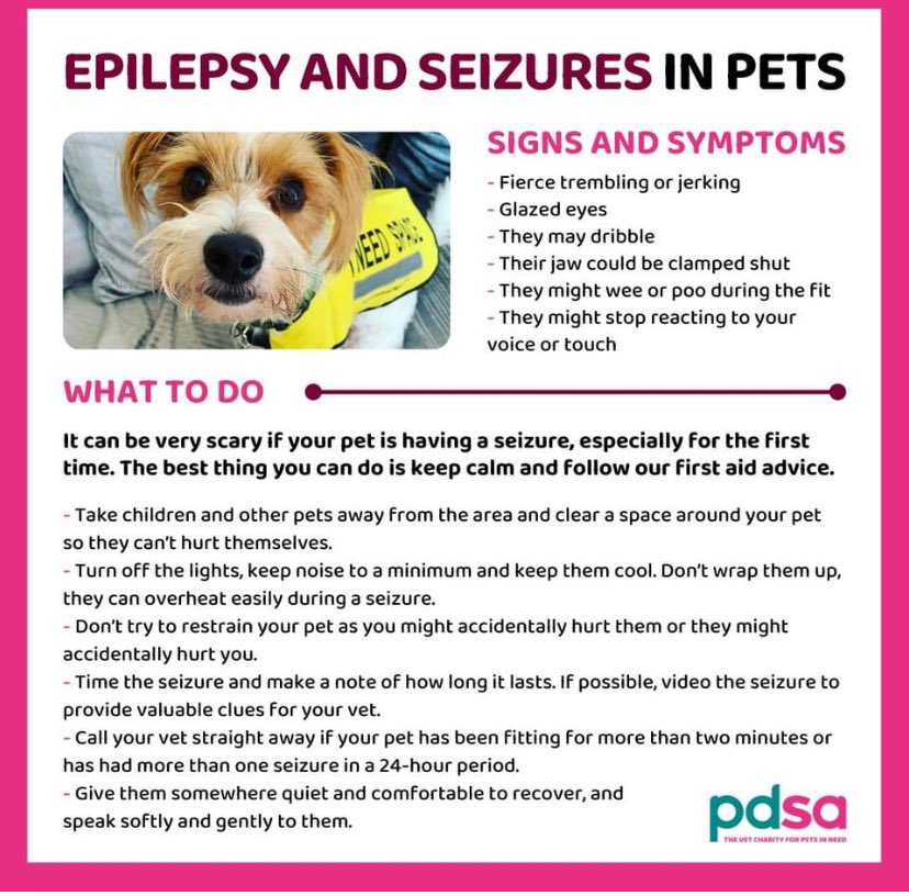 #NationalEpilepsyWeek! 💜

Epilepsy is a common cause of seizures in dogs between six months and six years old 😥

Epilepsy can't be cured
 good news is that it can usually be managed with regular check-ups and medication

For more information: pdsa.me/KohJ