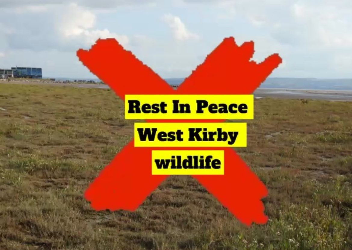 Since 2017, we’ve been working SO hard to restore rare & extinct plant populations in the region bit by bit, almost all on designated sites. How is anyone supposed to see nature recover when bodies like @NENorthWest set up to protect nature actively sanction its destruction?🌱💔