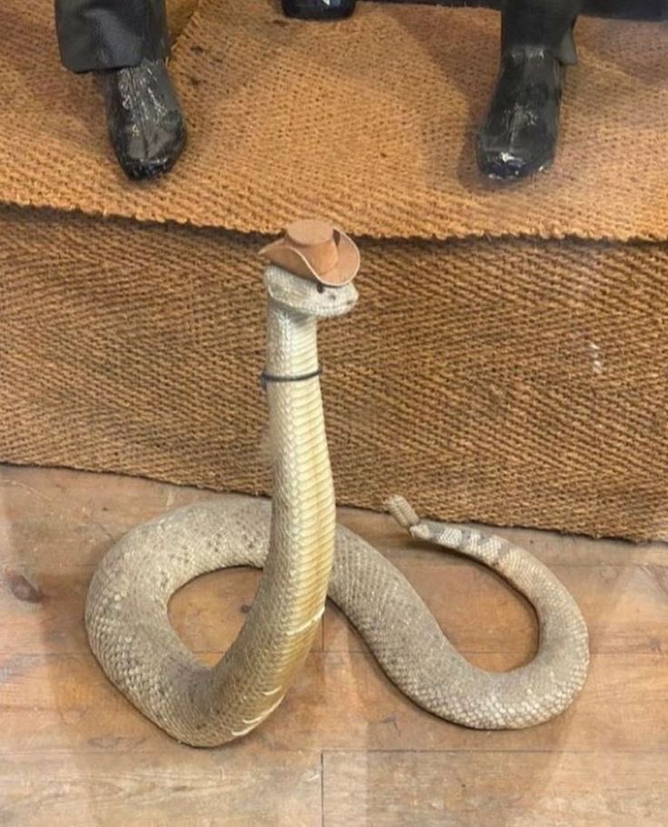 THE13MANUSCRIPT's tweet image. You mean? #MadridTStheErasTour