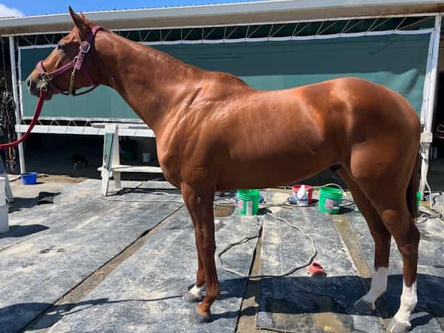 NativeDncr's tweet image. Meet "Sexy" 3yr old Colt/Stallion. From Cantor Race Horse Rescue. Didn't like the race track...Testy, Spooky...likely cuz poor baby has lower Right Leg and Ankle Edema; after running. As a Registered Nurse I will be able to apply ace wrap Vet Wrap around…