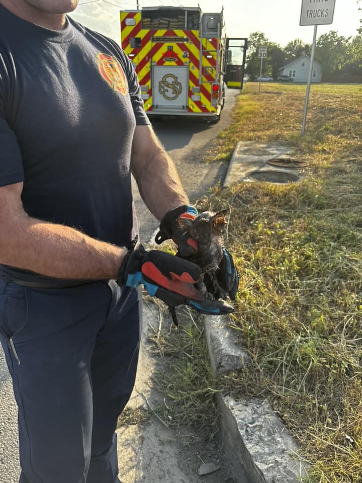 HEROS 🐱🚒 Seguin firefighting crews executed a successful rescue operation to save a kitten trapped in a storm drain on Wednesday. The young kitten had been in the drain for several days. Story: bit.ly/4bZa8Bp