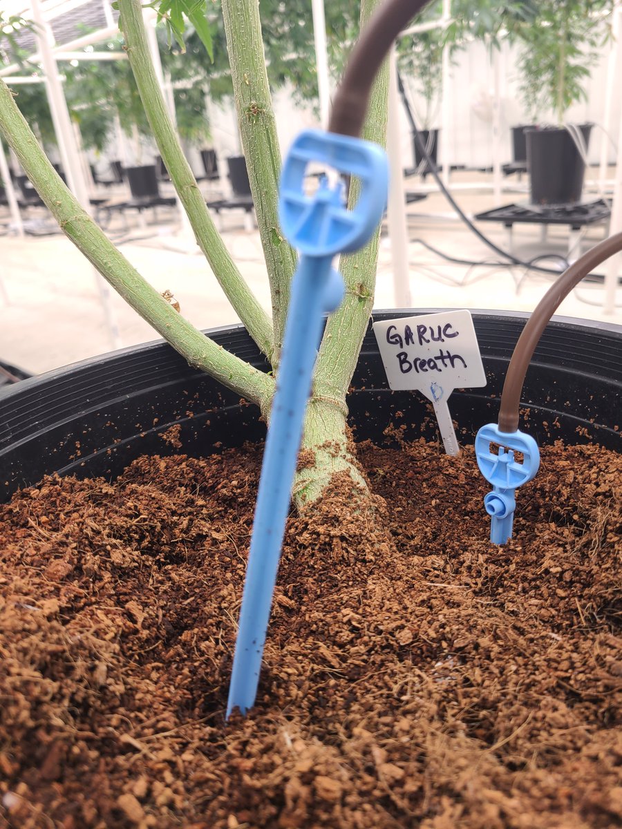 Checking in on this customer facility in Grand Rapids, Michigan.

#cannabiscultivation #CannabisCommunity #cannabisgrower #cannabisculture #cannabisindustry