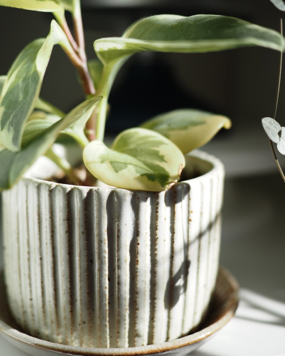 Handmade Pot

#handmadepottery #indoorplant #wheelthrown #ceramics #potterylove #rustic #highfirepottery