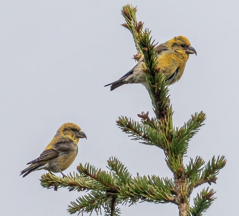 A pair of female Crossbills in Scotland, but probably not Scottish Crossbills. 
#Birds #birdwatching #birdphotography