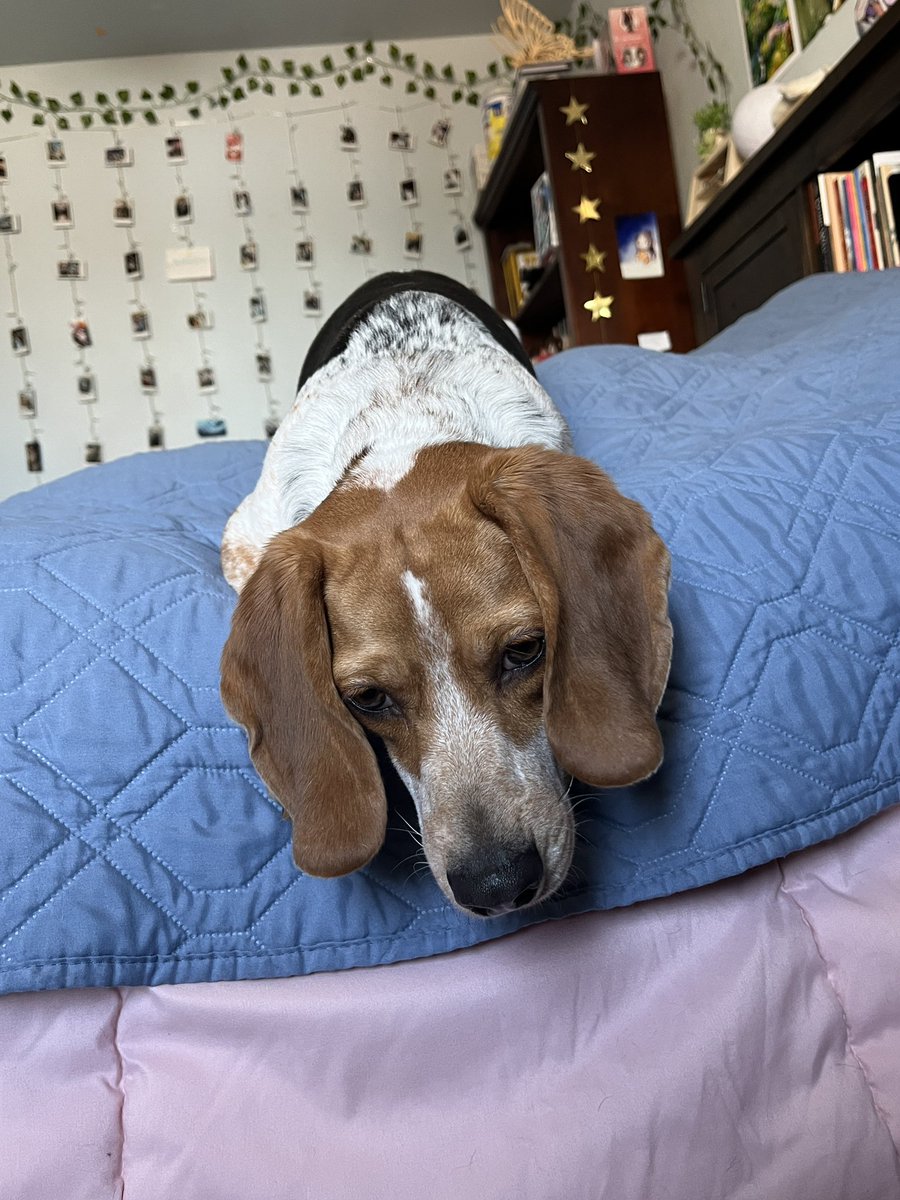 regularly scheduled finnegan kennel cleaning :) he was watching from the bed the whole time LOL