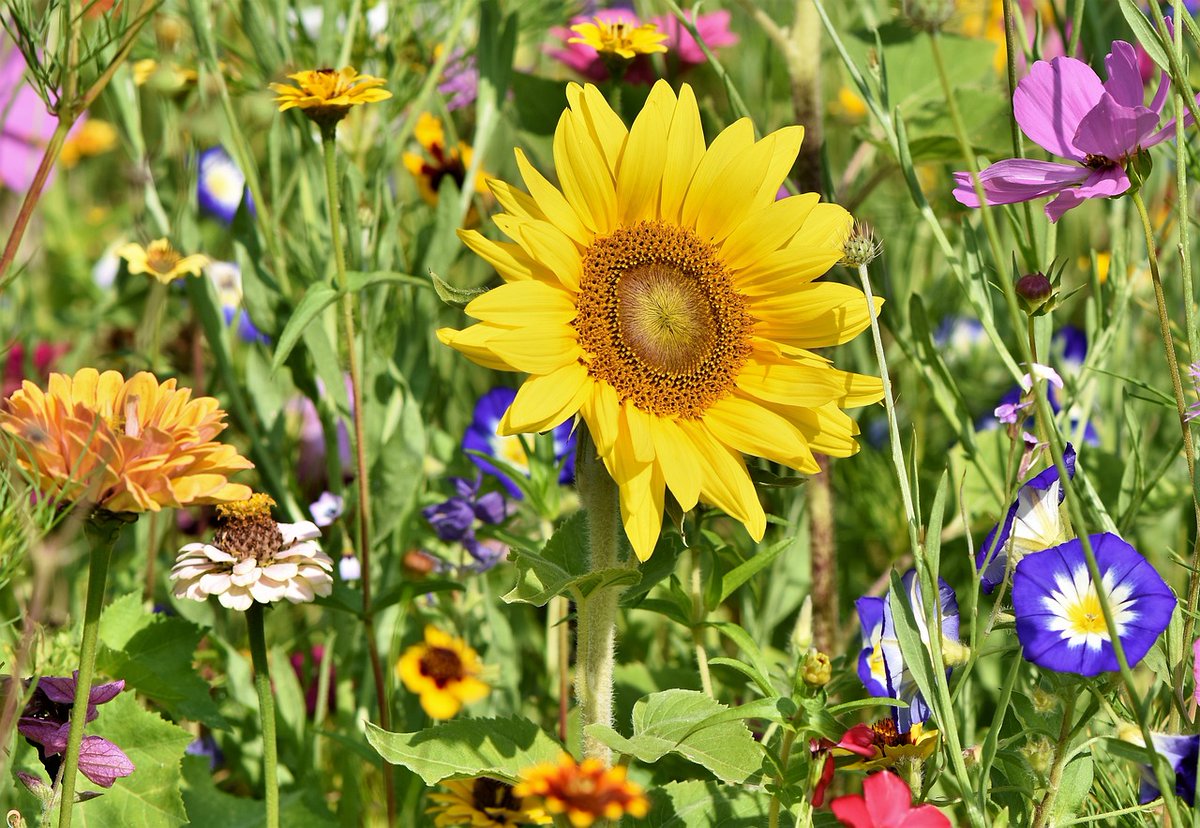 It's National Water a Flower Day! This day is not only in recognition of caring for flowers across our state, but also nurturing gardens. This time of year, most gardens are in full bloom. Take care of yours today to continue watching it grow! #NCAgriculture