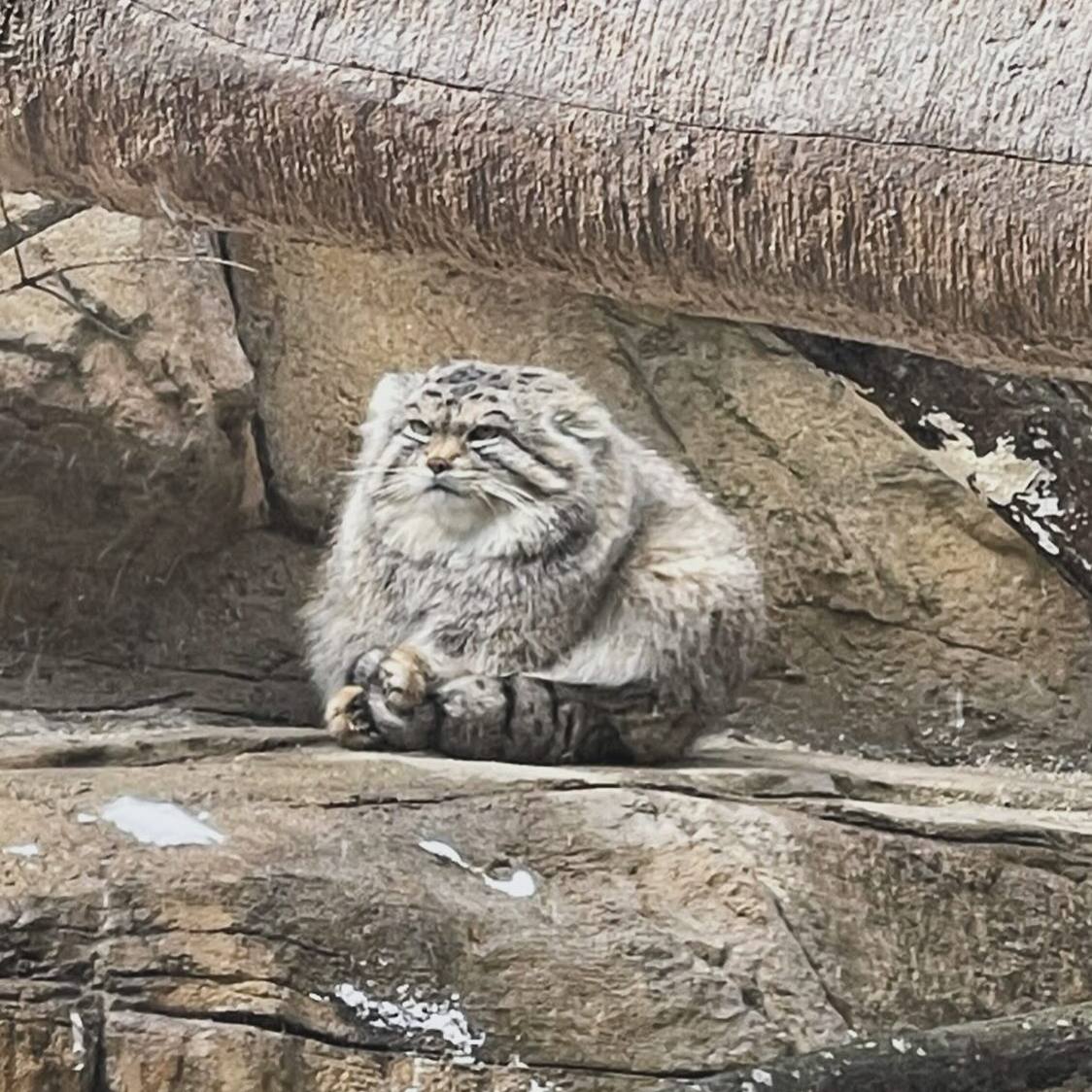 Daily Manul tweet media