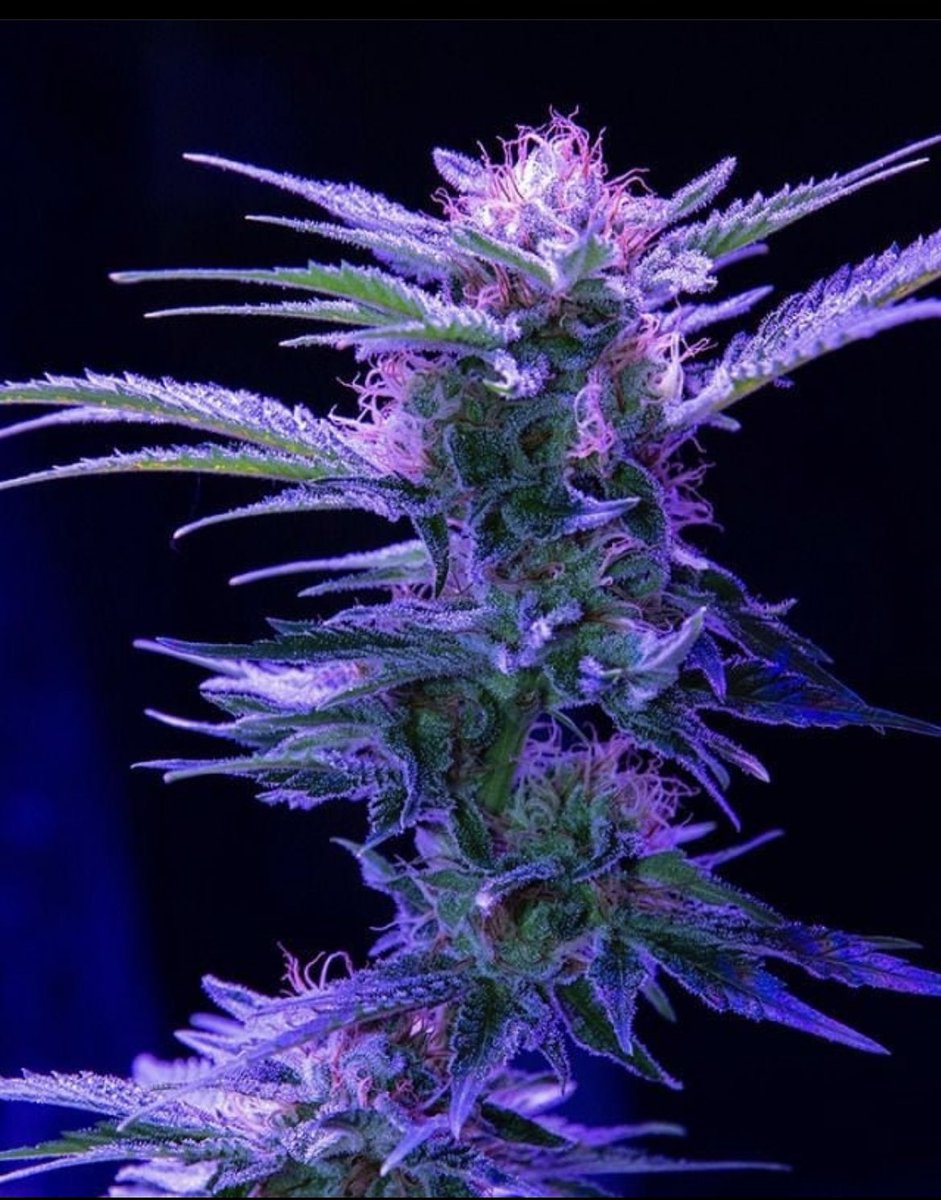 Fernand49034227's tweet photo. Green & Purple
#ganja #OG #fenotipos https://t.co/jCwUJueLjE