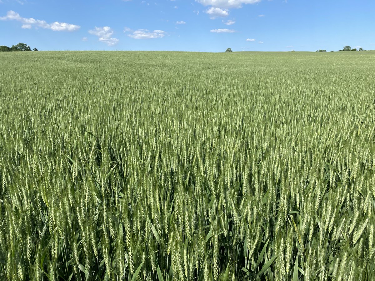 Adam Pfeffer tweet media