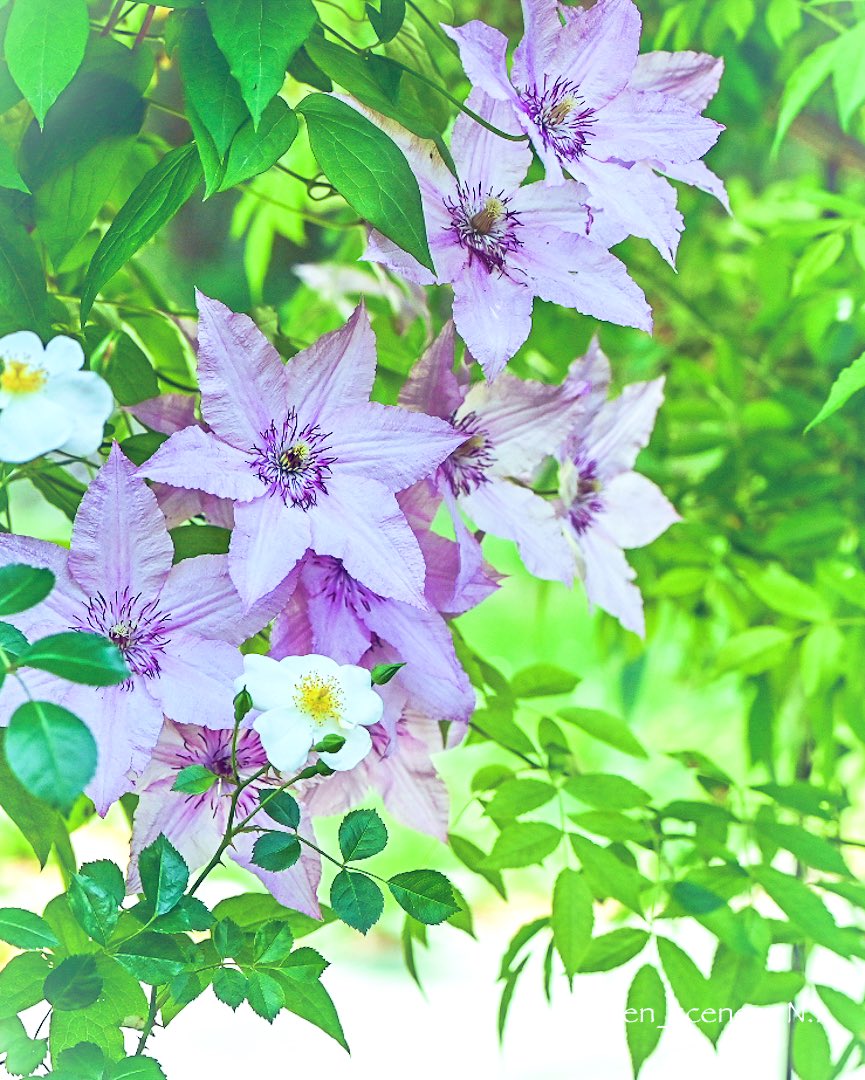 気がつけば5月も最終日なんですね😆
お庭さんのお花さん達も切り戻しをして次へとバトンタッチかな。

今月はありがとうございました。
来月もよろしくお願いいたします♪(๑ᴖ◡ᴖ๑)♪
＃花フォト　＃TLを花でいっぱにしよう 
#花写真　#クレマチス　#花撮り人