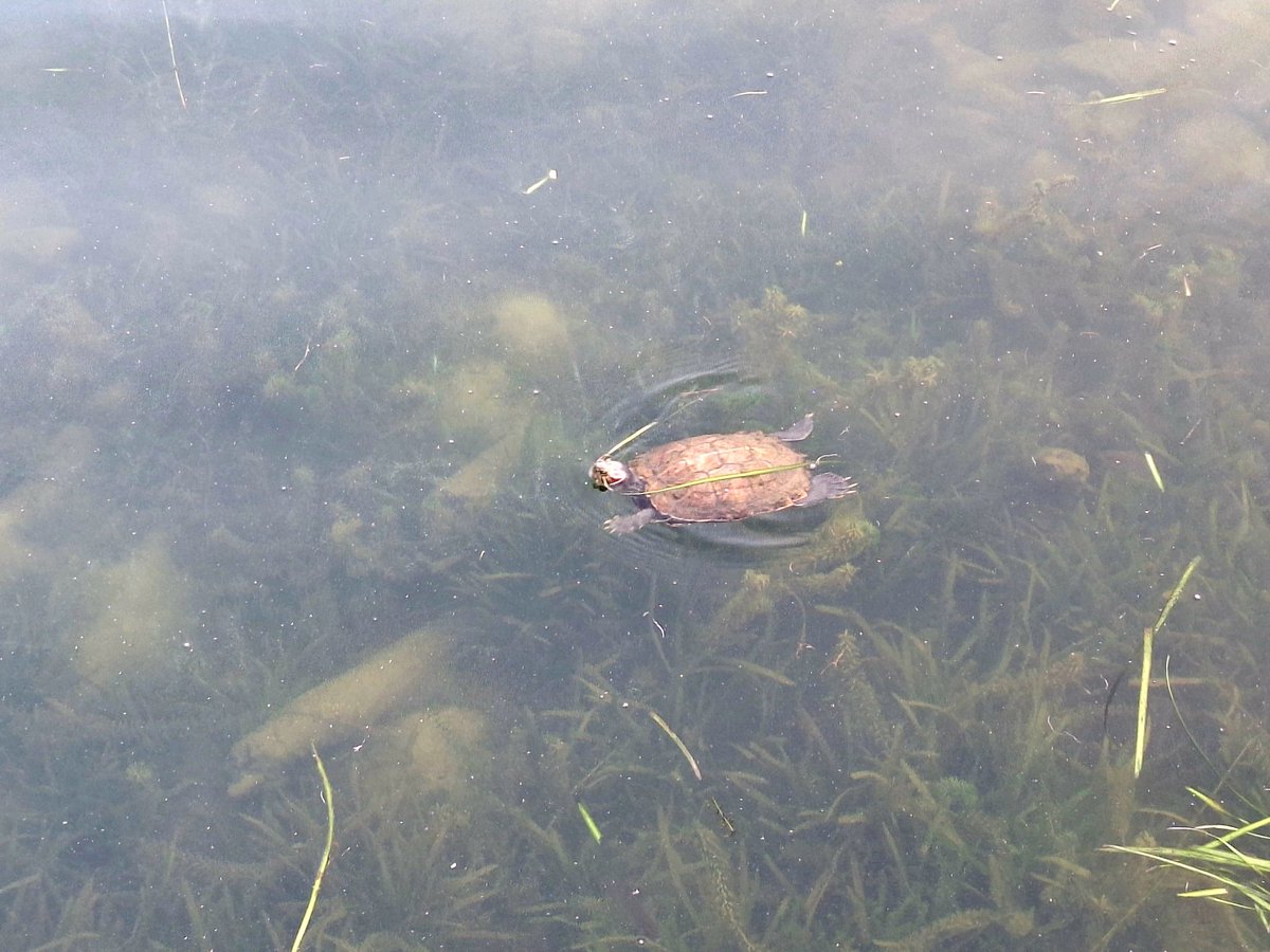 Good morning.
 Tortoise swimming gently on lake surface while carrying something on its mouth. @tasiktitiwangsa #kualalumpur