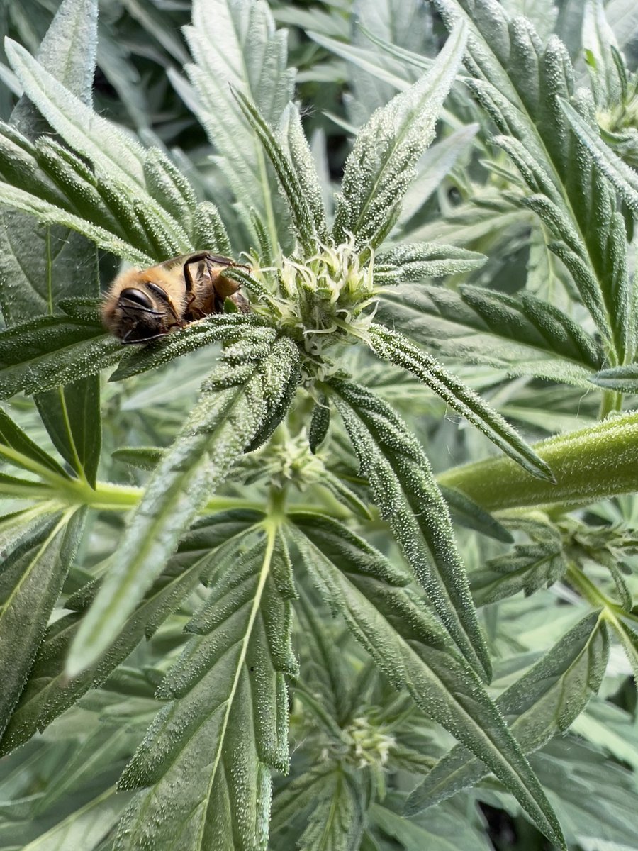 This lil bee decided to call it quits and shuffle off this mortal coil on one of the light dep lowers. I’d like to think he landed, ate some trichomes and then sailed past the moon 🌝