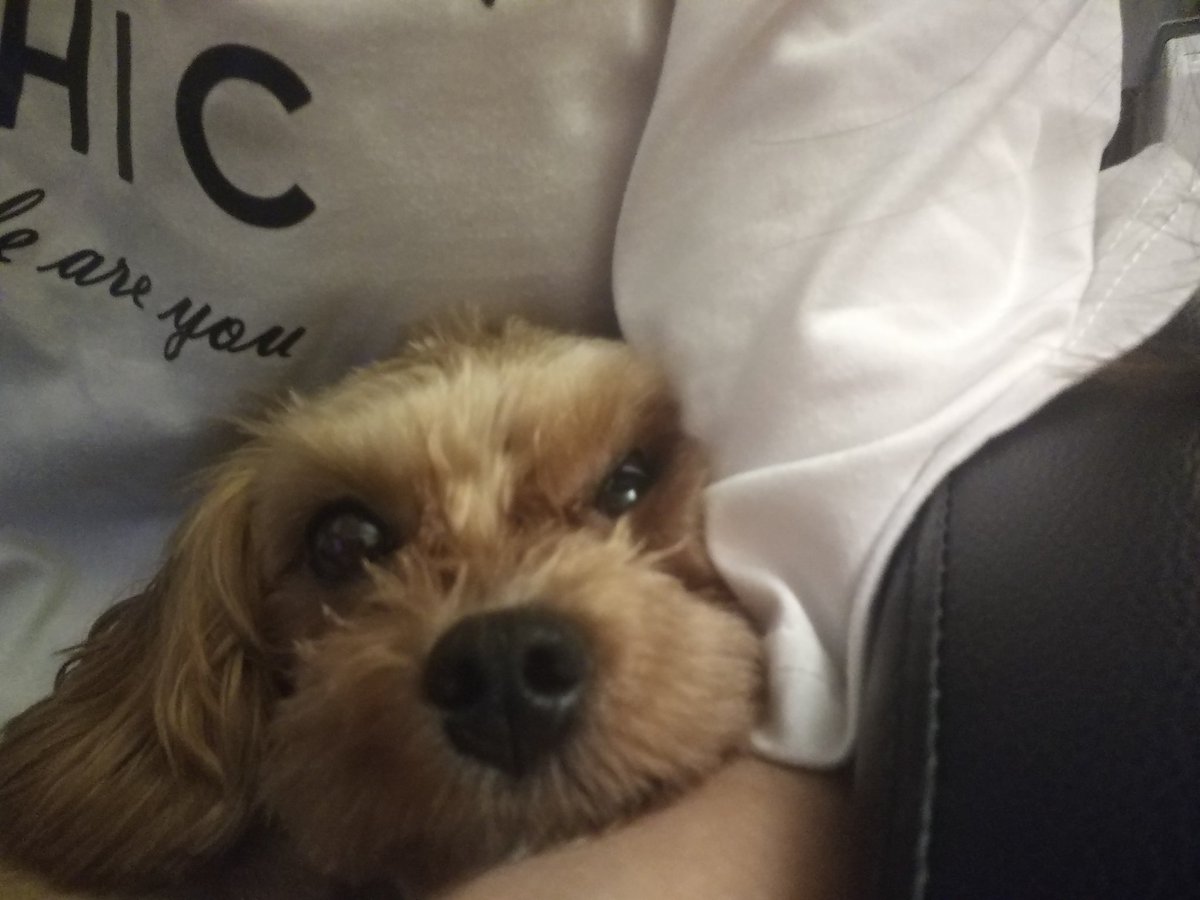 신점 만월세계 tweet media